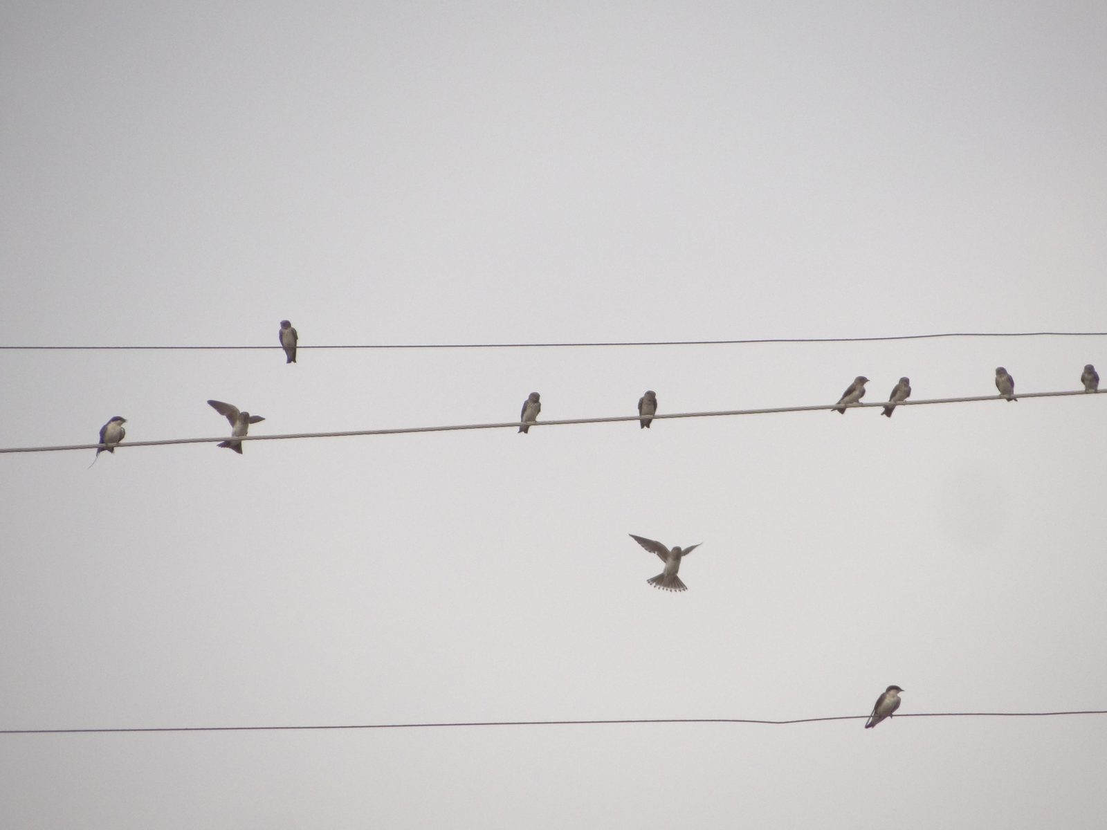 Streak-throated Swallow