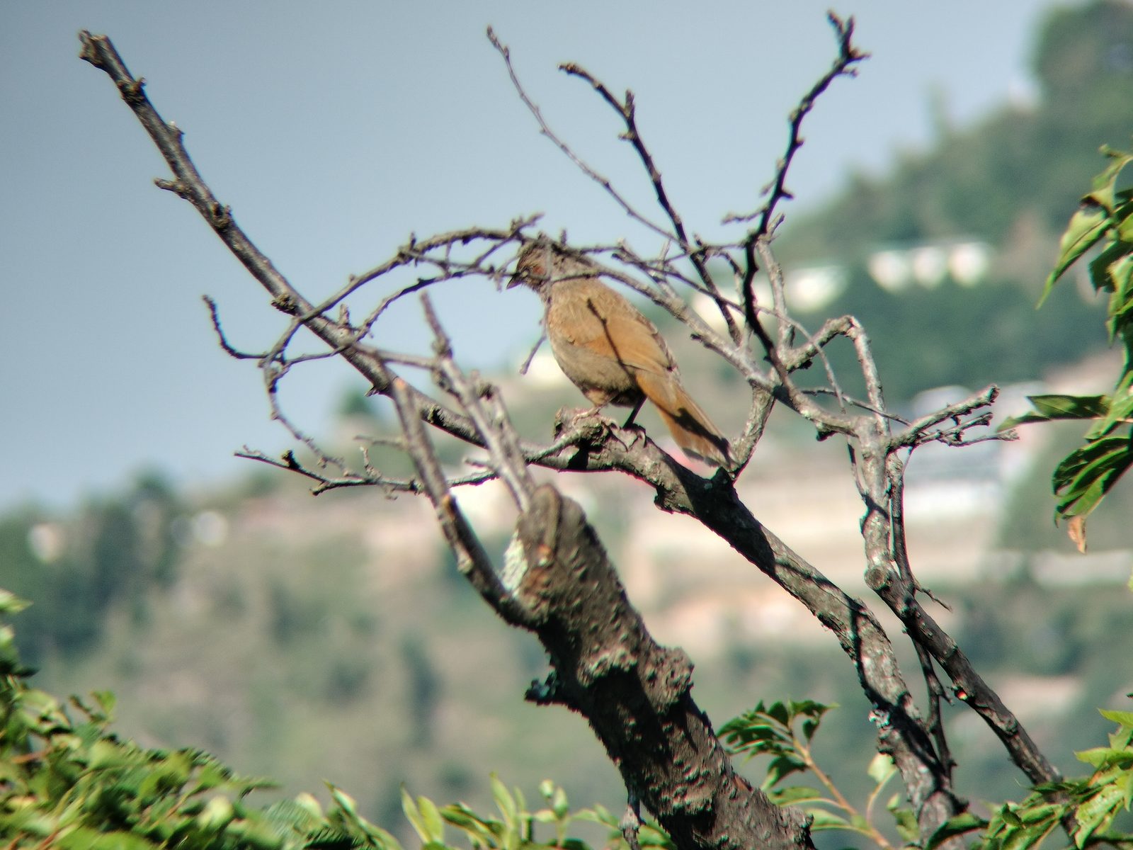 Streaked Laughingthrush
