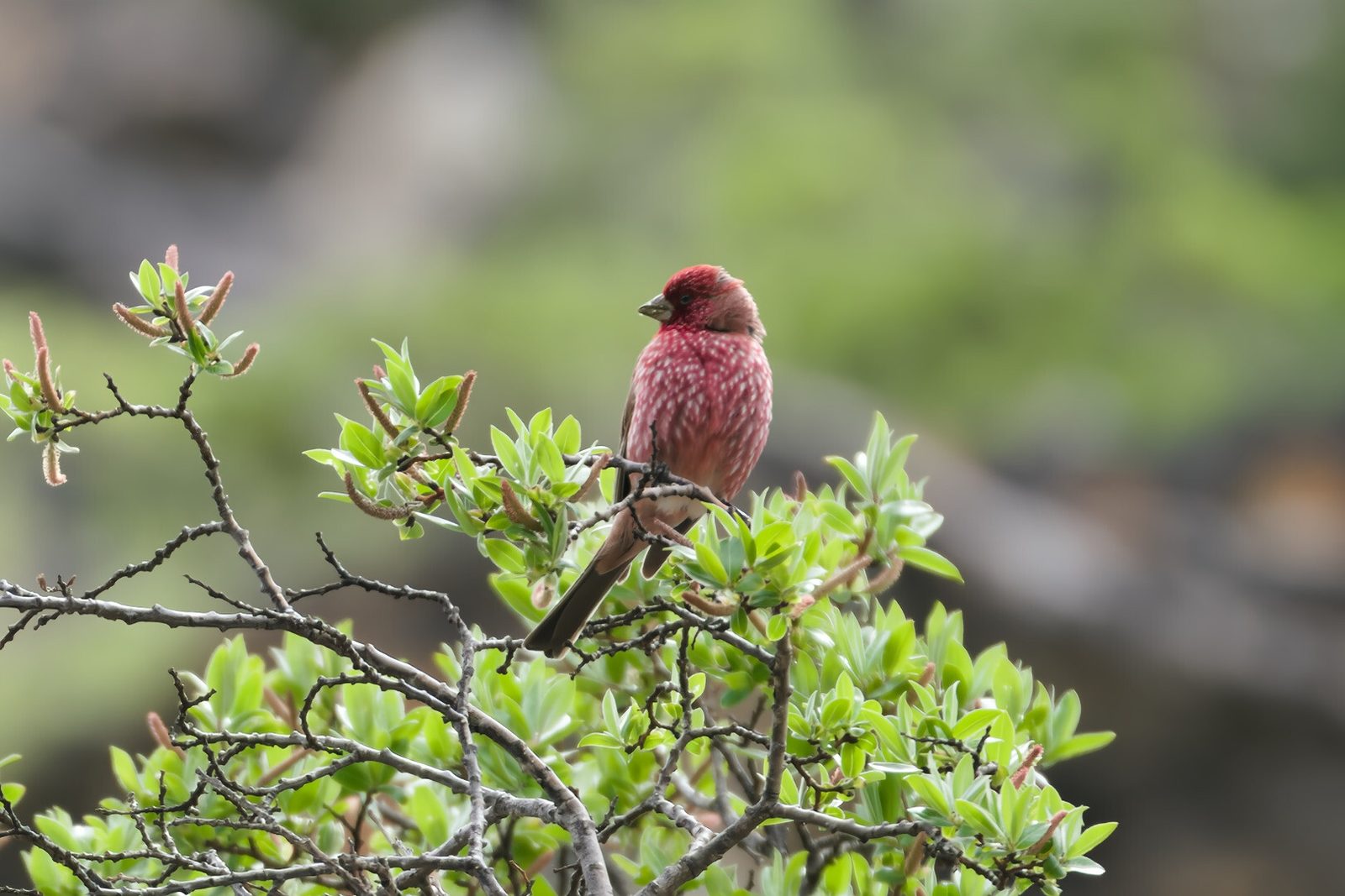 Streaked Rosefinch
