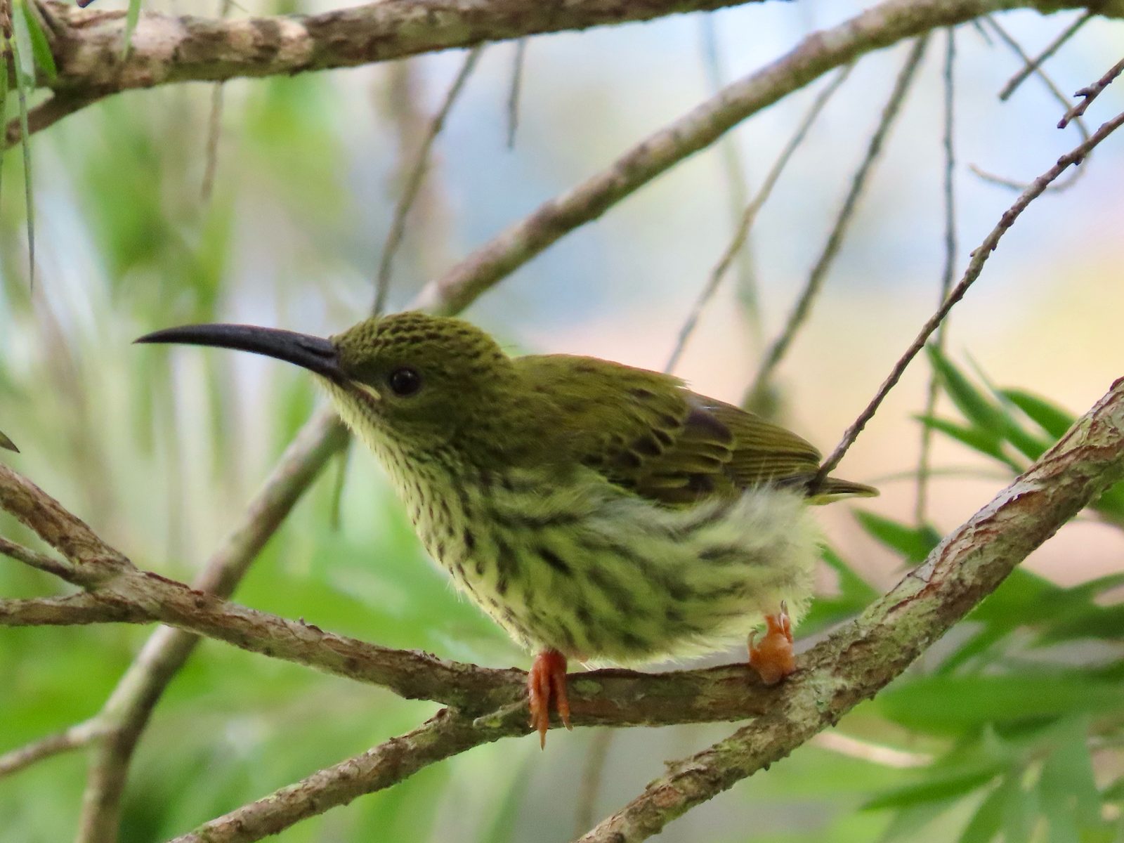 Streaked Spiderhunter