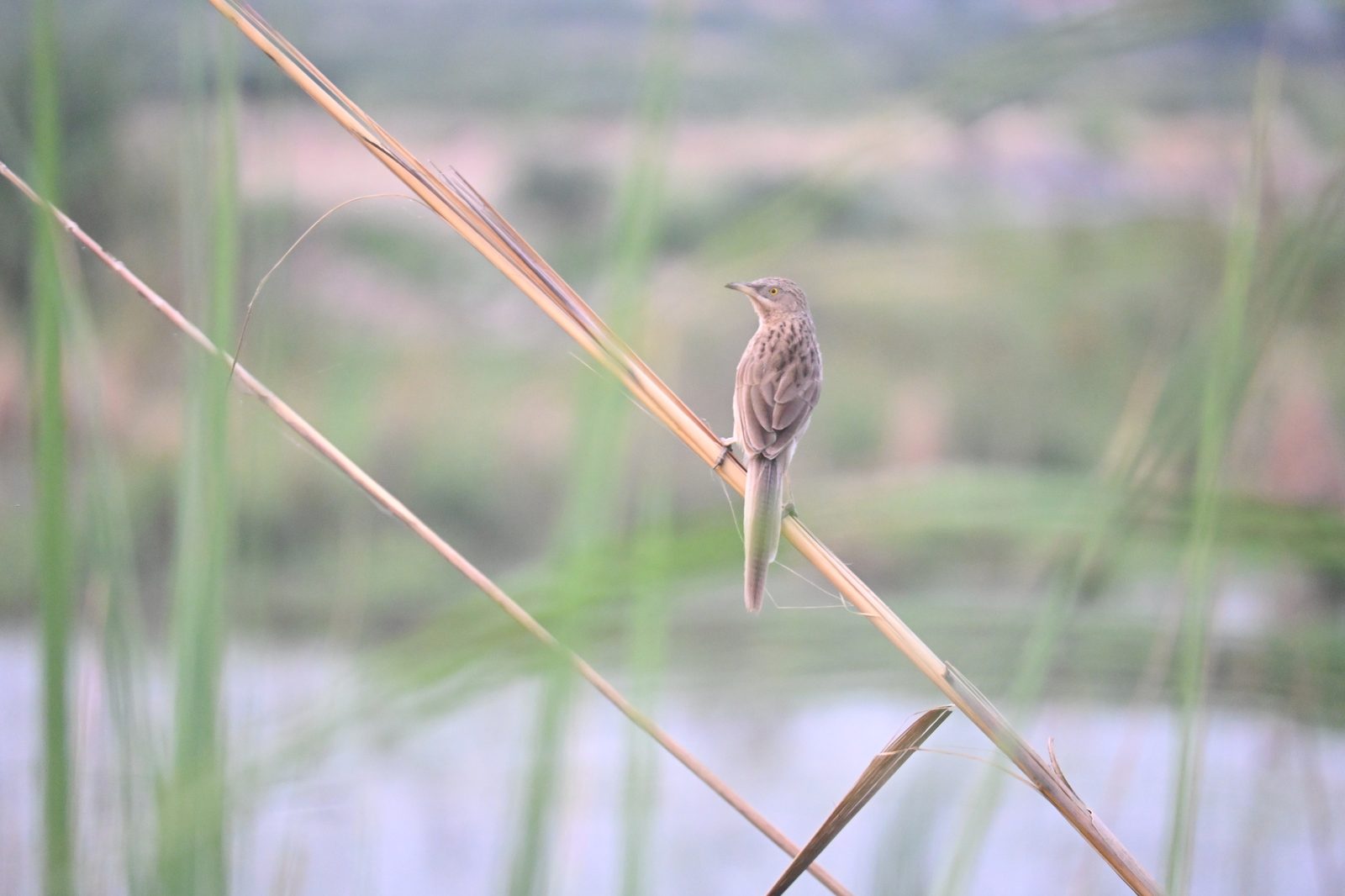 Striated Babbler