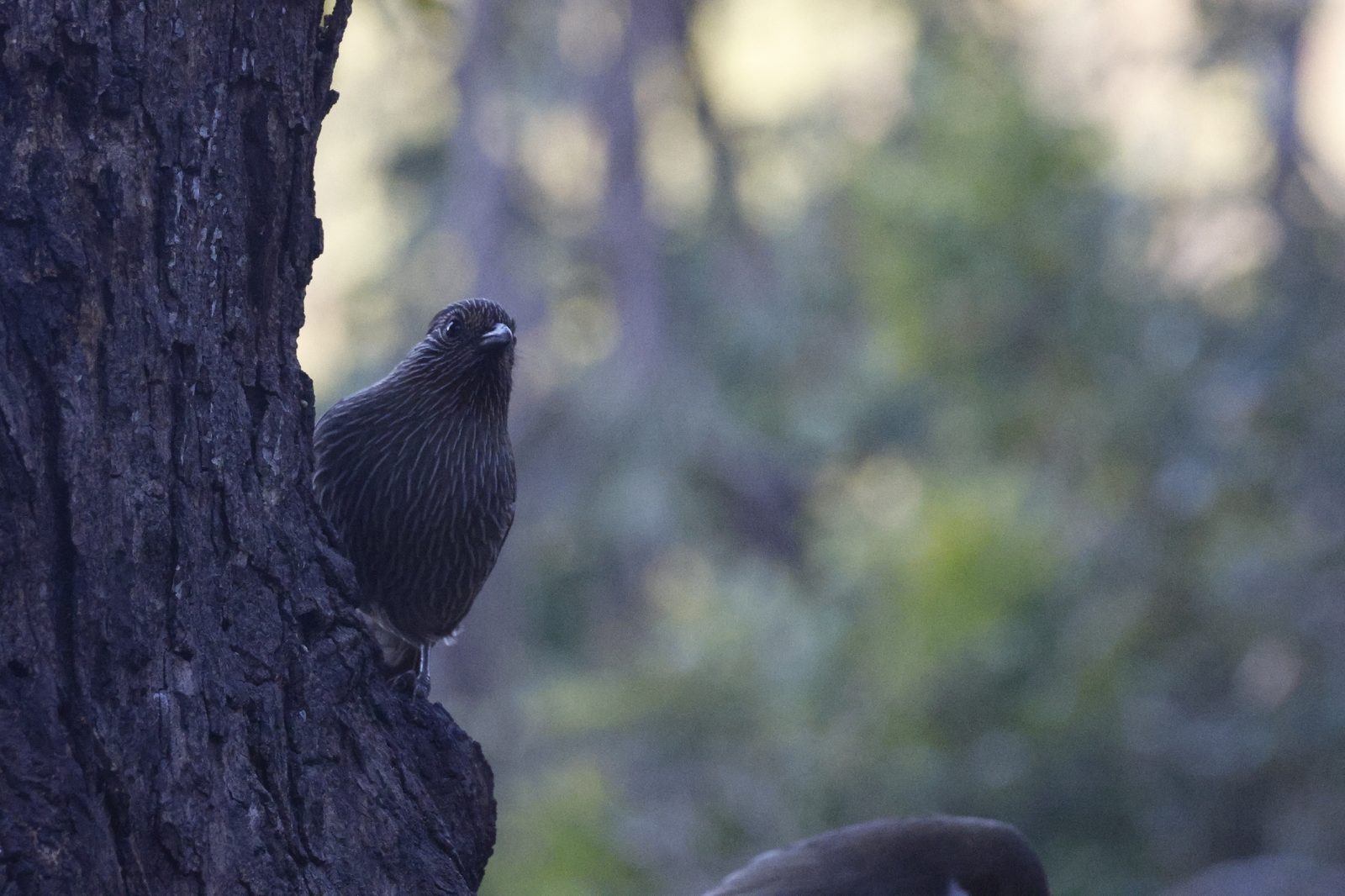 Striated Laughingthrush