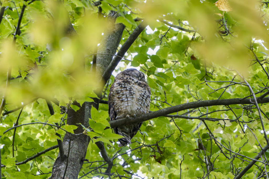 Himalayan Owl