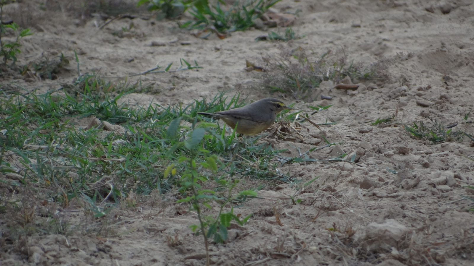 Sulphur-bellied Warbler