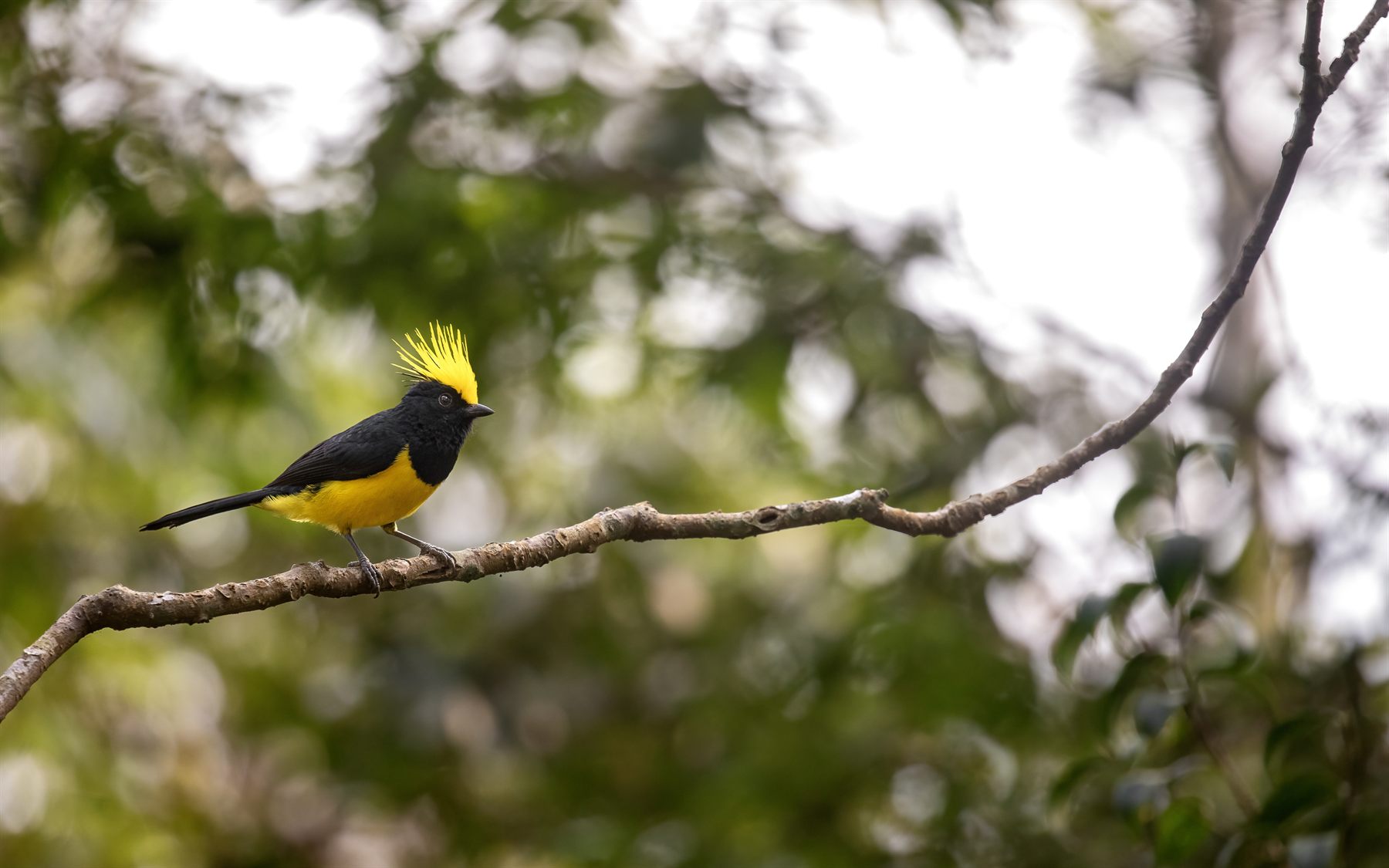 Sultan Tit