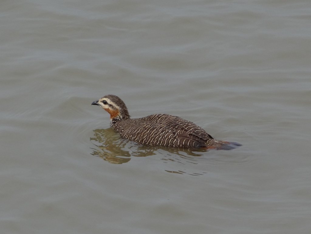 Swamp Francolin