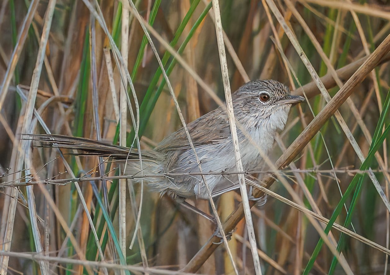 Swamp Grass Babbler