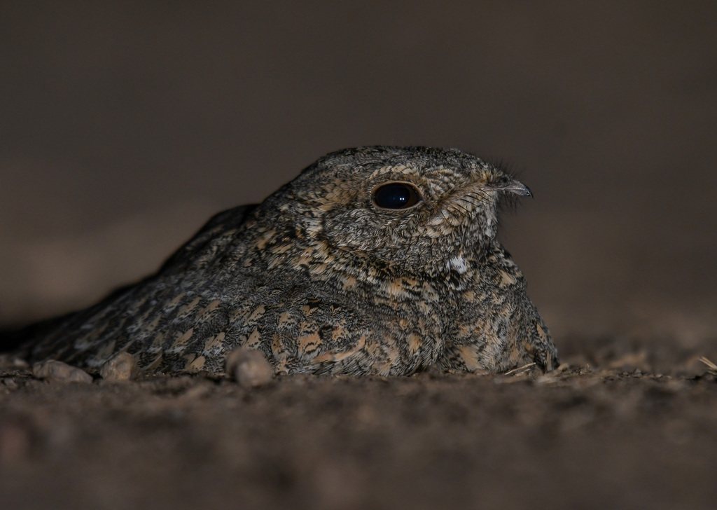 Sykes's Nightjar
