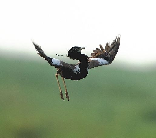 Lesser Florican
