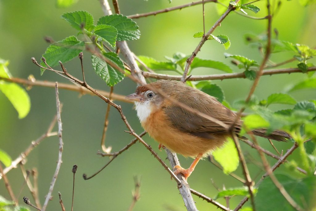 Tawny-bellied Babbler