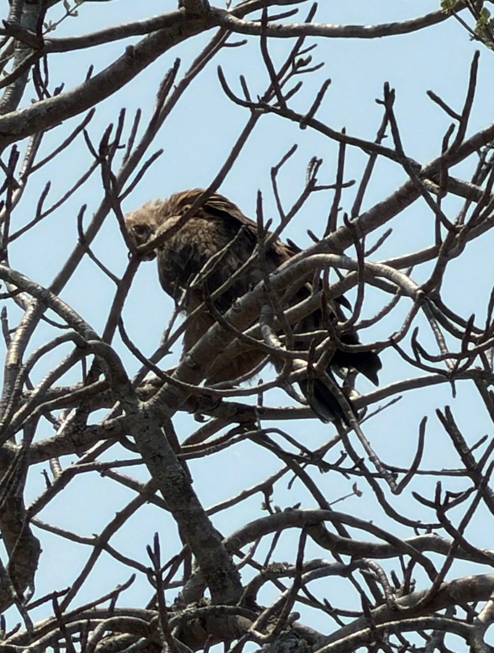 Tawny Eagle