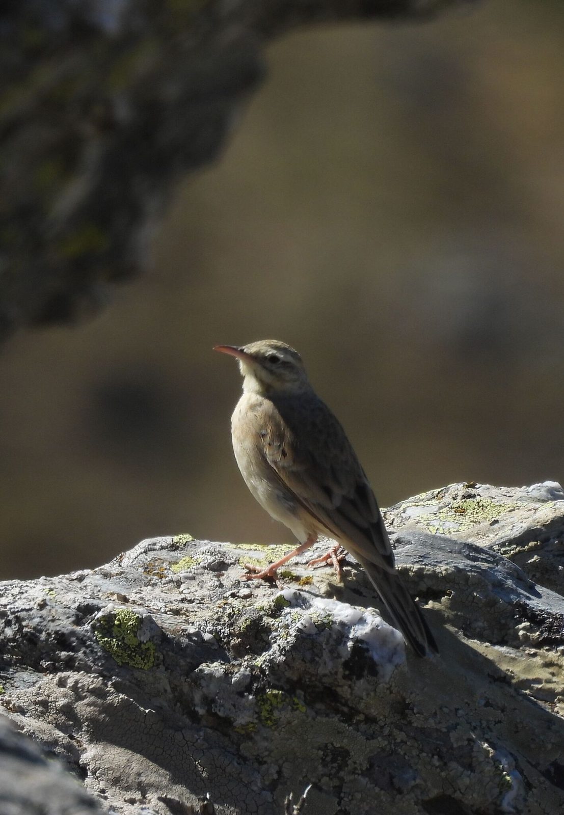 Tawny Pipit