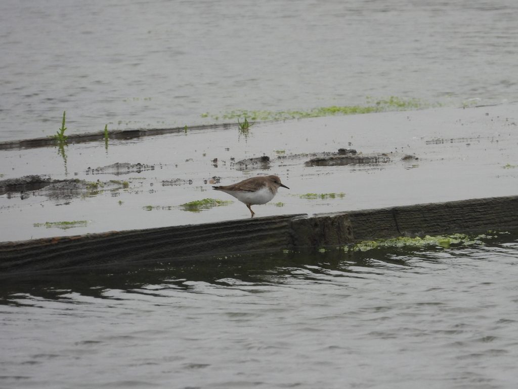 Temminck's Stint