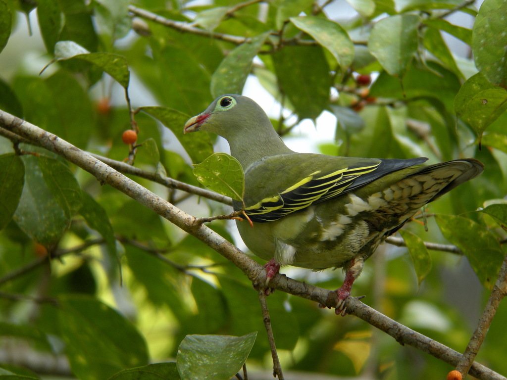 Thick-billed Green-pigeon