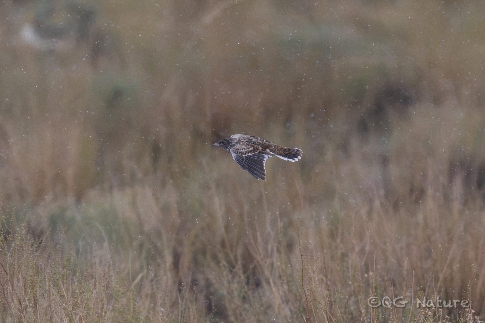 Tibetan Lark