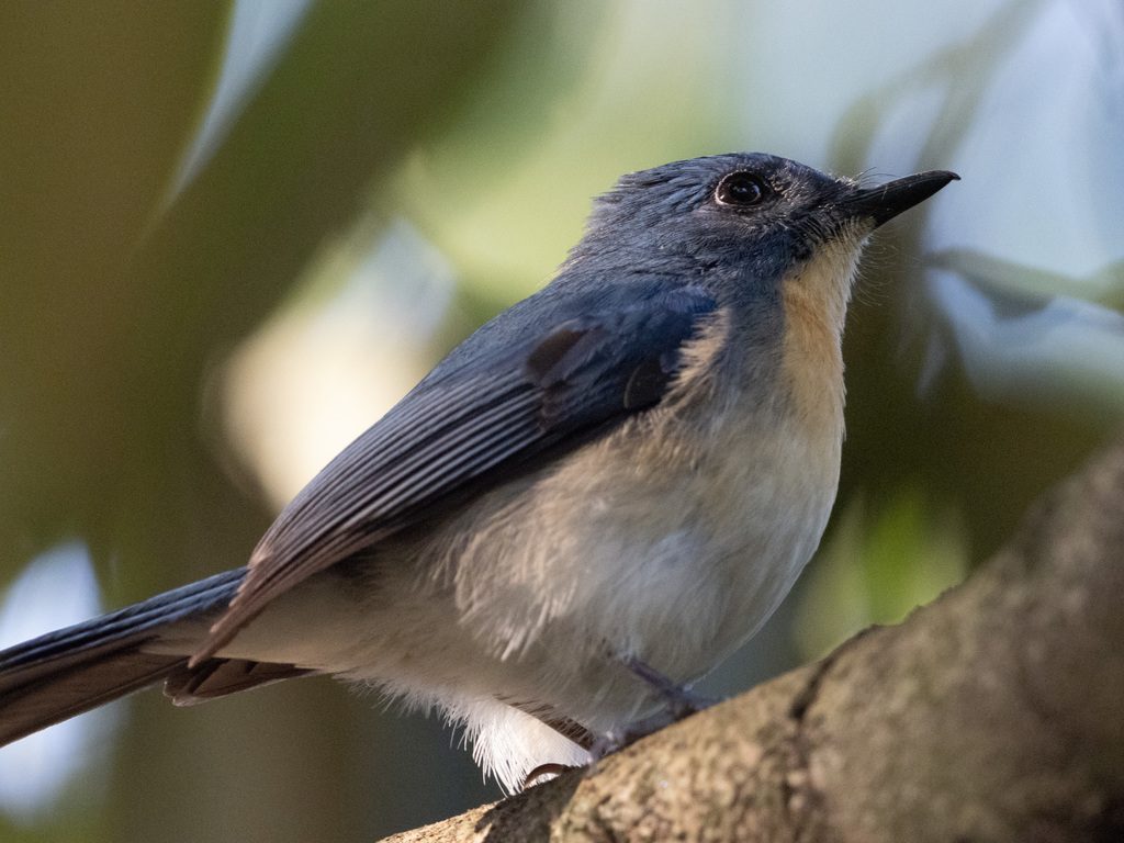 Tickell's Blue Flycatcher
