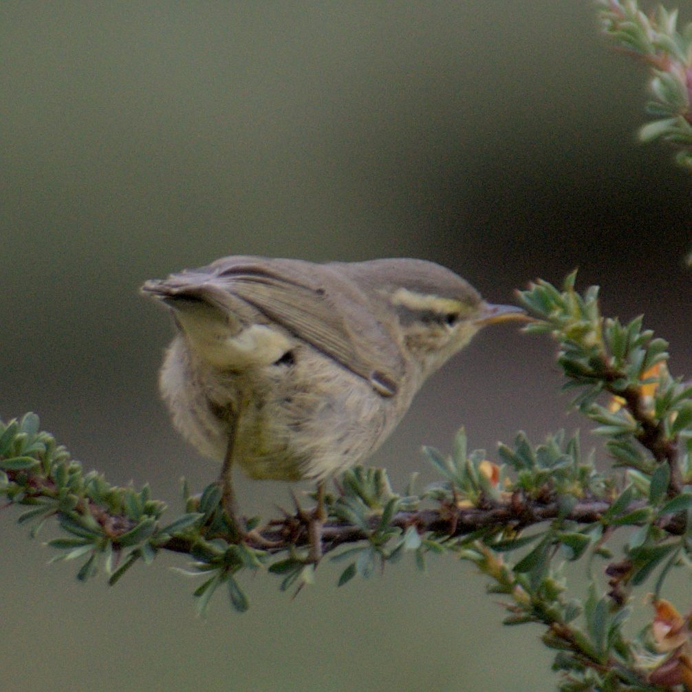 Tickell's Leaf Warbler