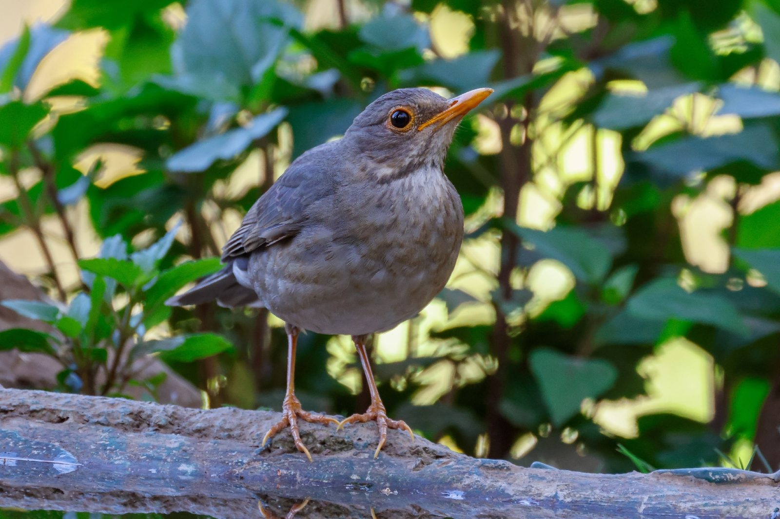 Tickell's Thrush