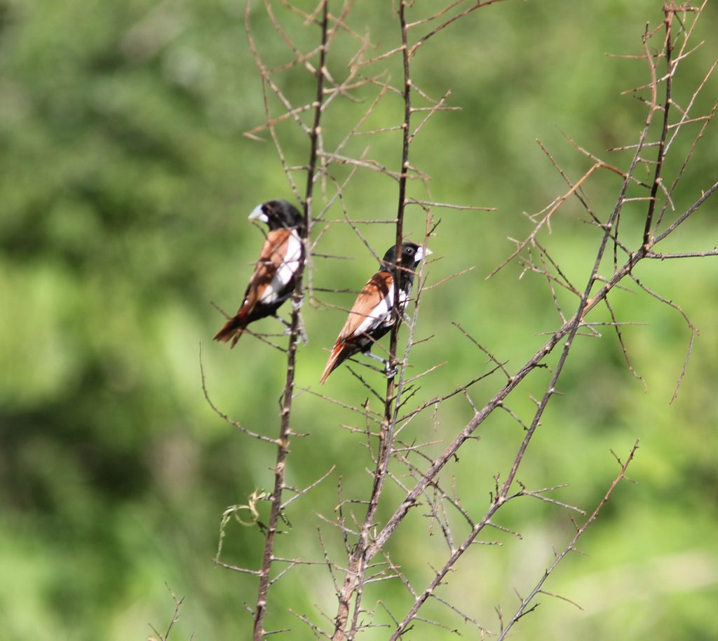 Tricolored Munia