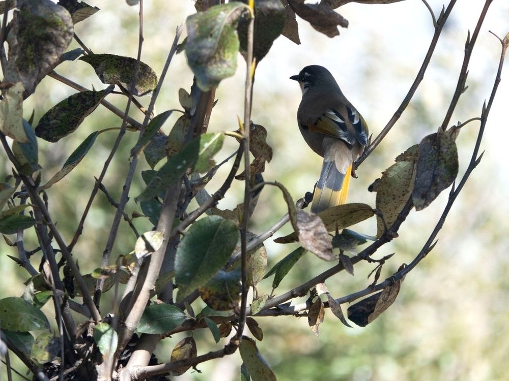 Variegated Laughingthrush