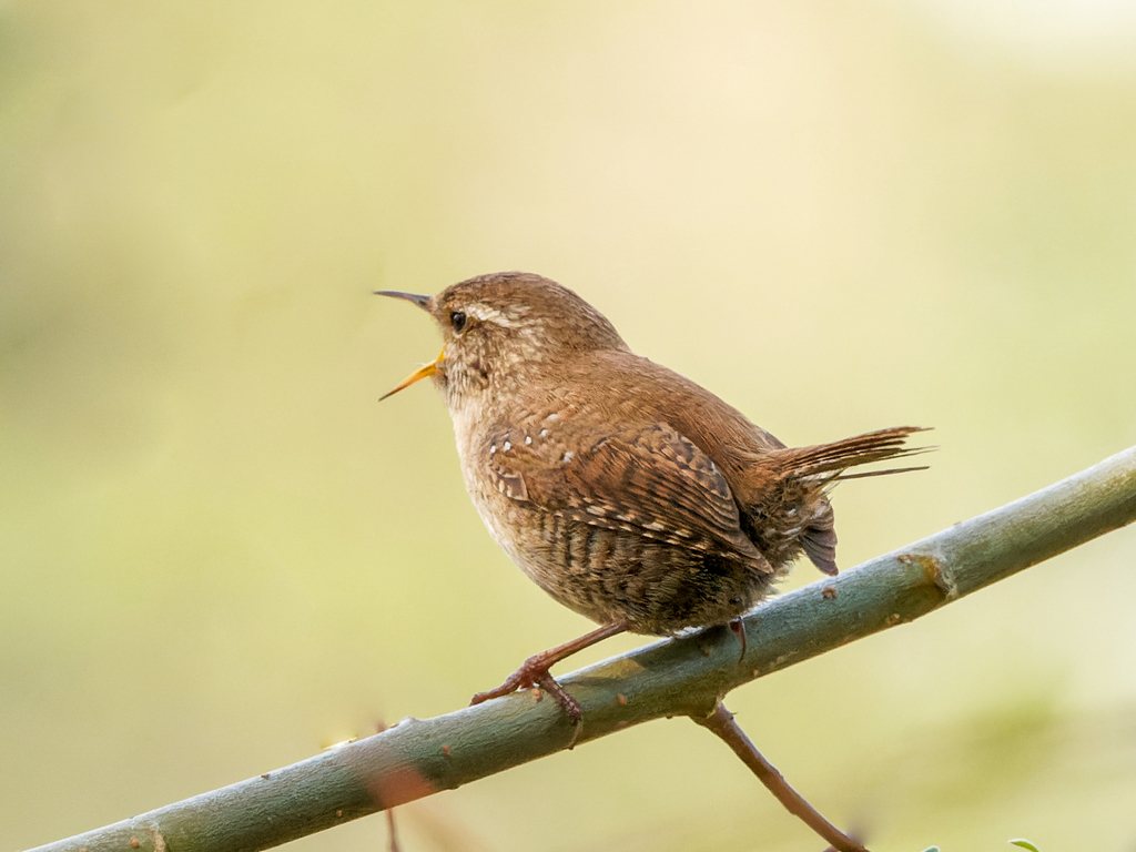 Eurasian Wren