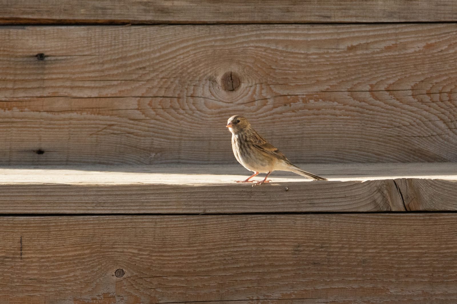 Twite