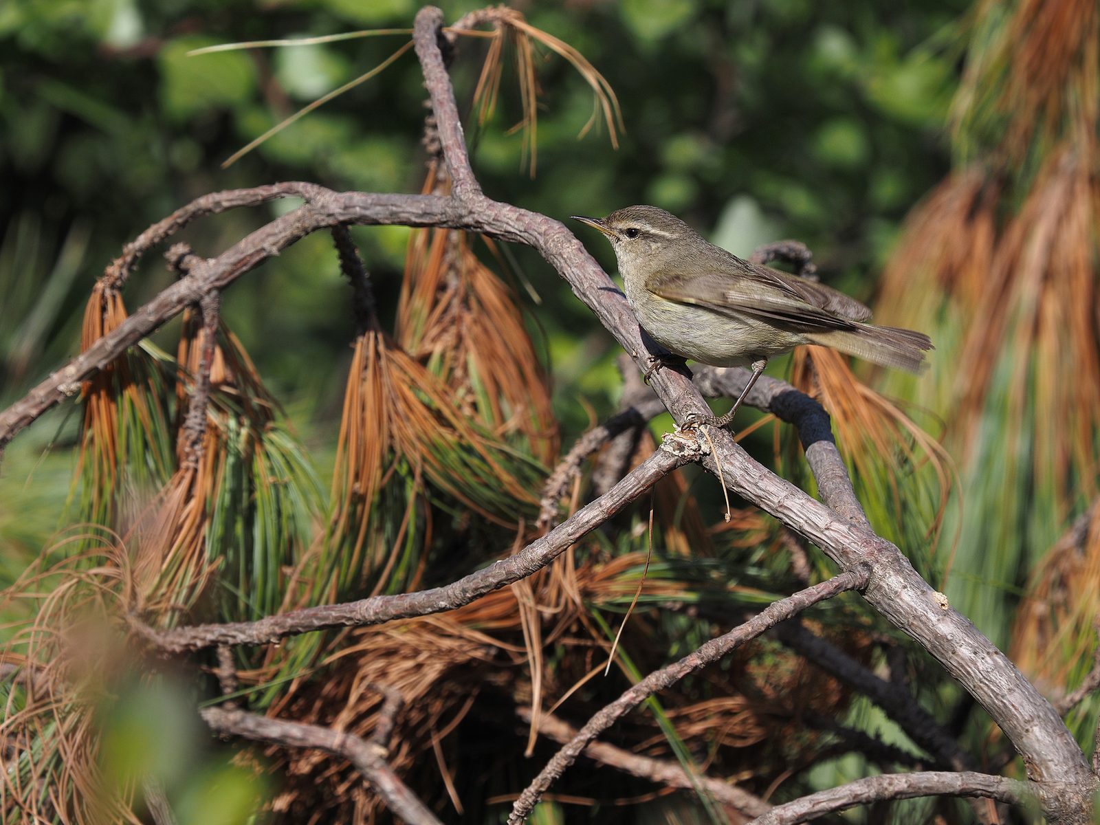 Tytler's Leaf Warbler
