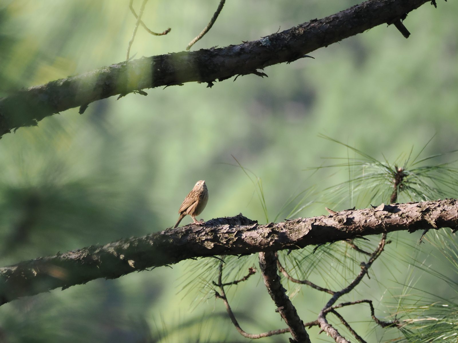 Upland Pipit