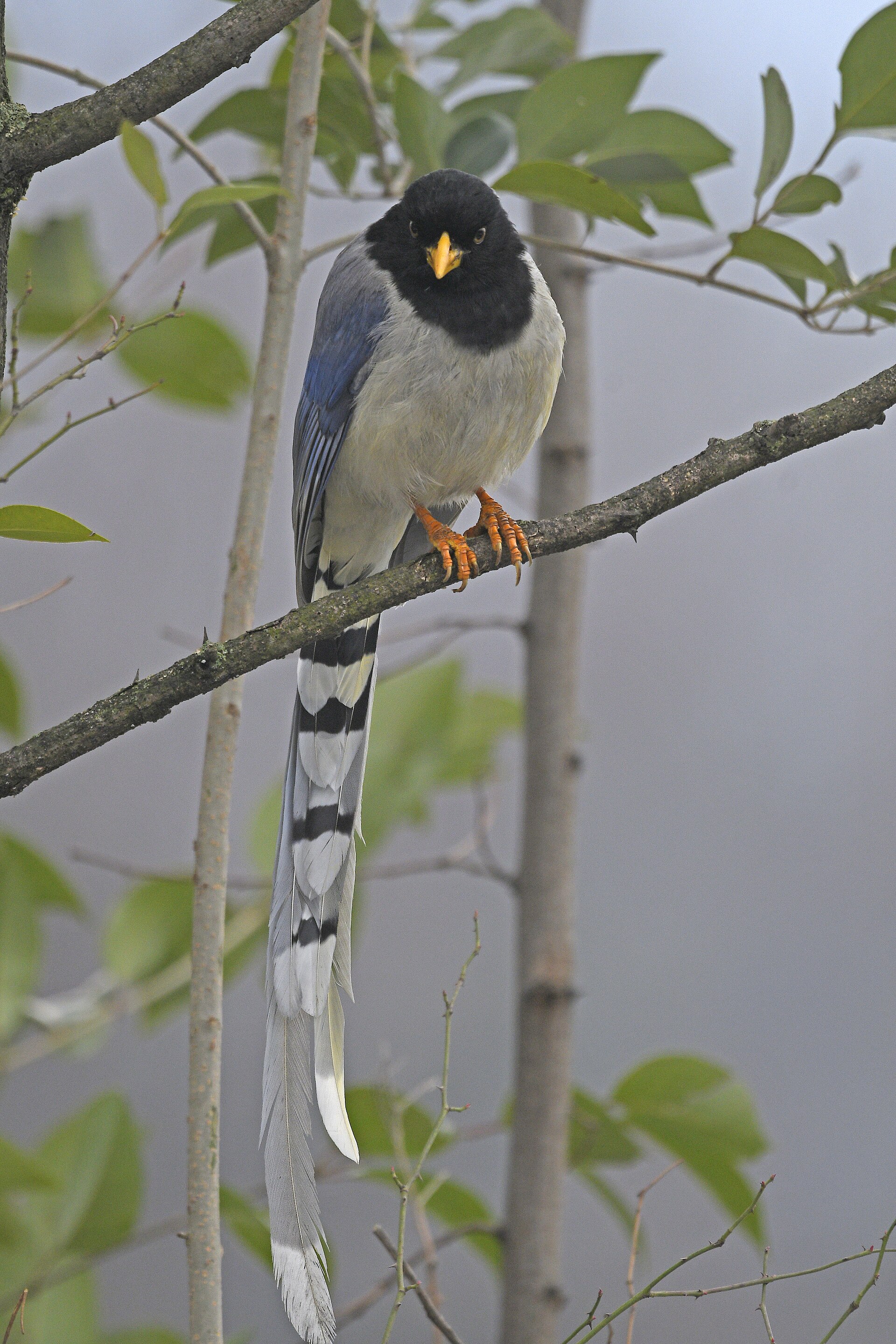 Yellow-billed Blue Magpie