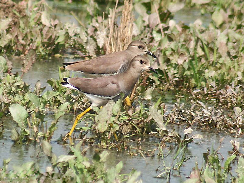 White-tailed Lapwing