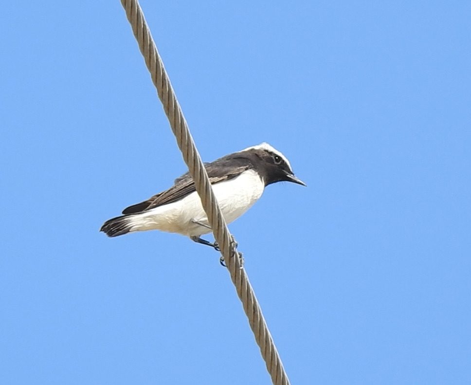 Variable Wheatear