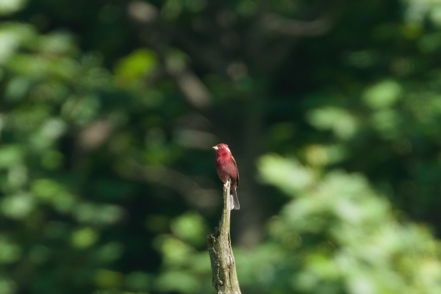 Vinaceous Rosefinch