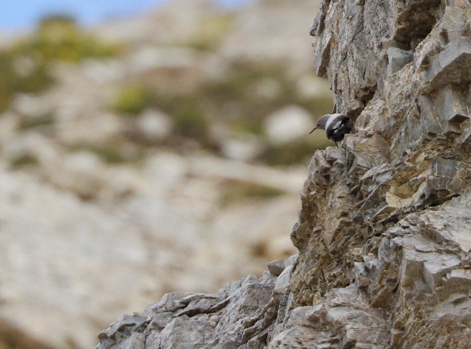 Wallcreeper