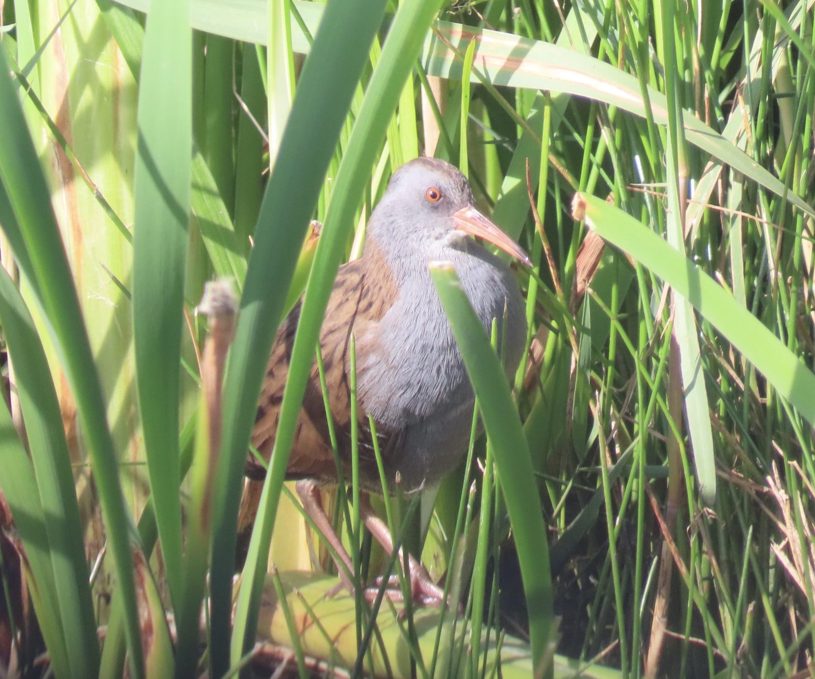 Water Rail