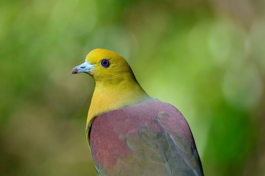 Wedge-tailed Green-pigeon