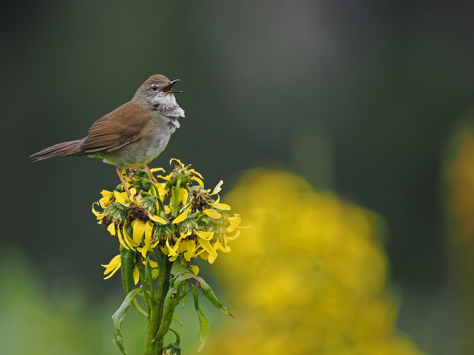 West Himalayan Bush Warbler