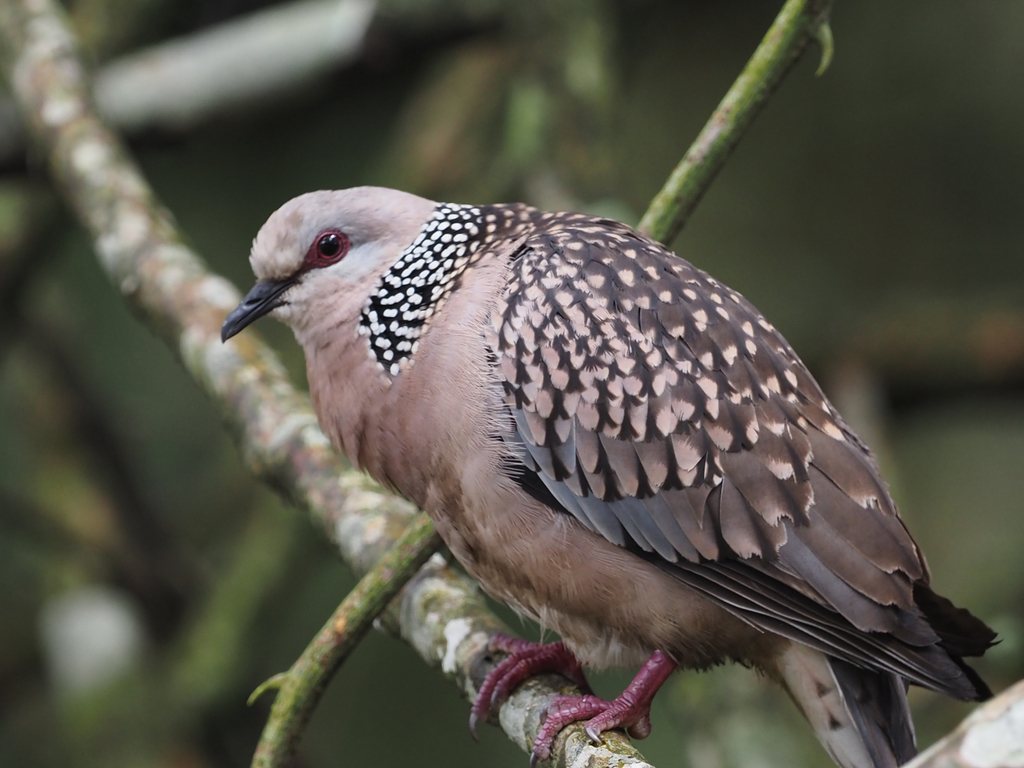 Western Spotted Dove
