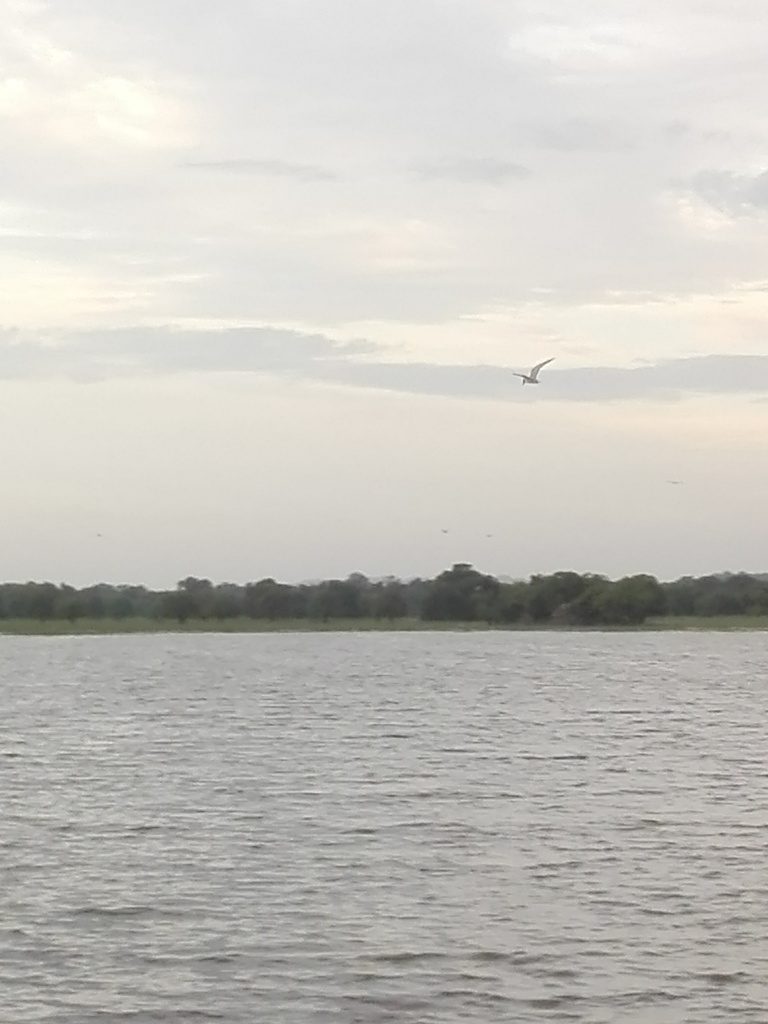 Whiskered Tern