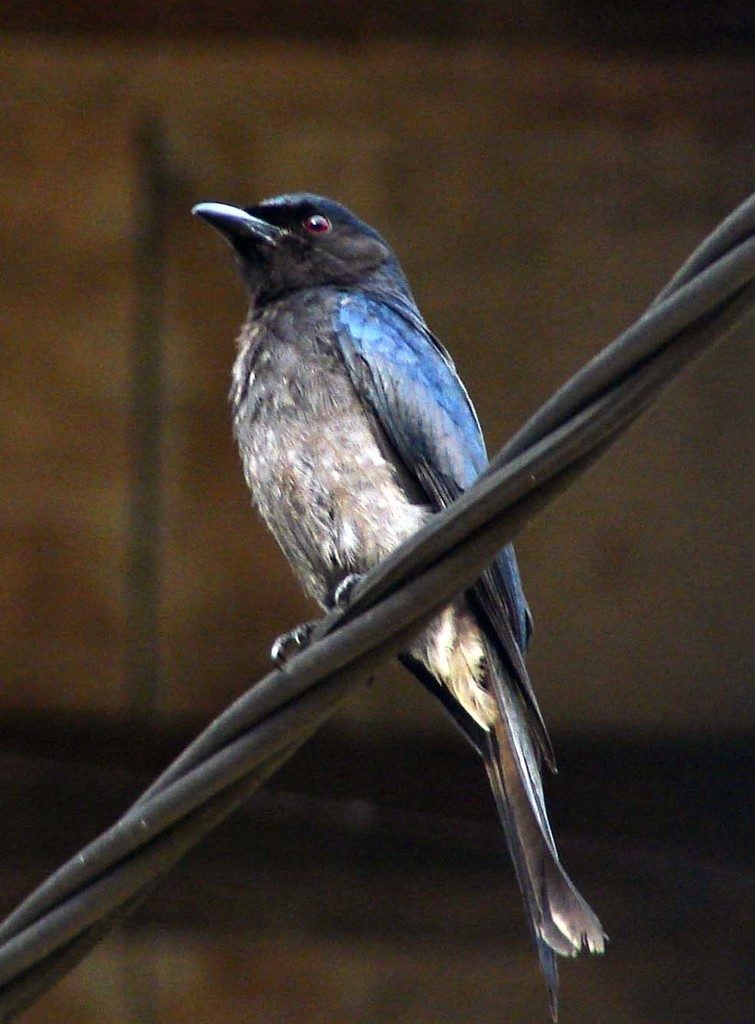 White-bellied Drongo
