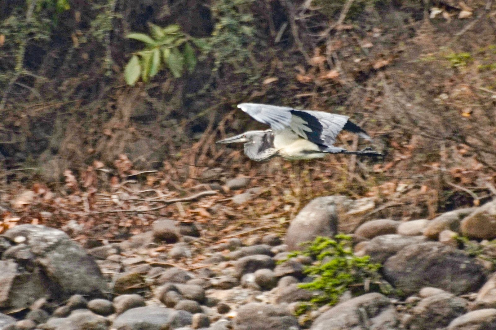 White-bellied Heron