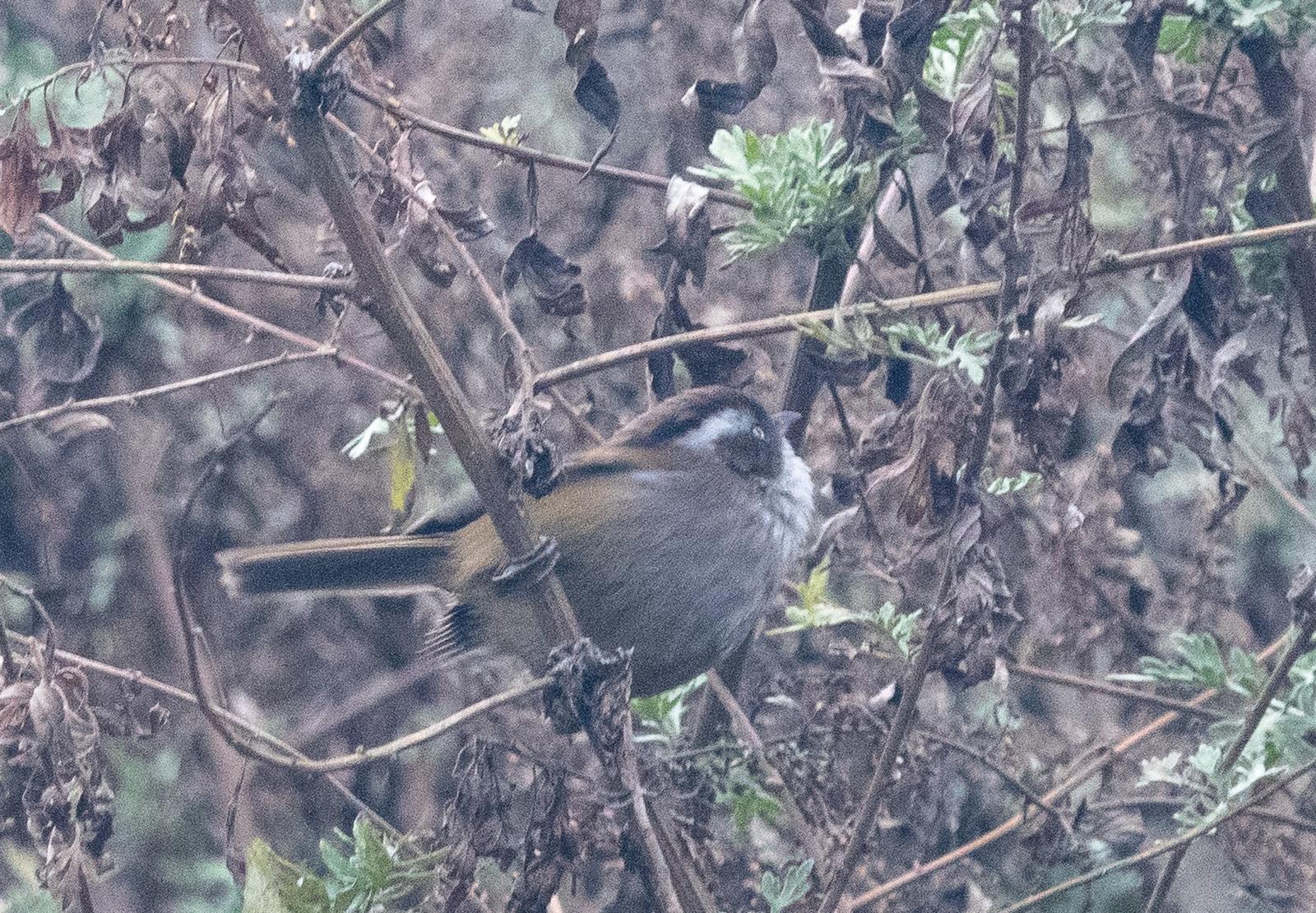 White-browed Fulvetta