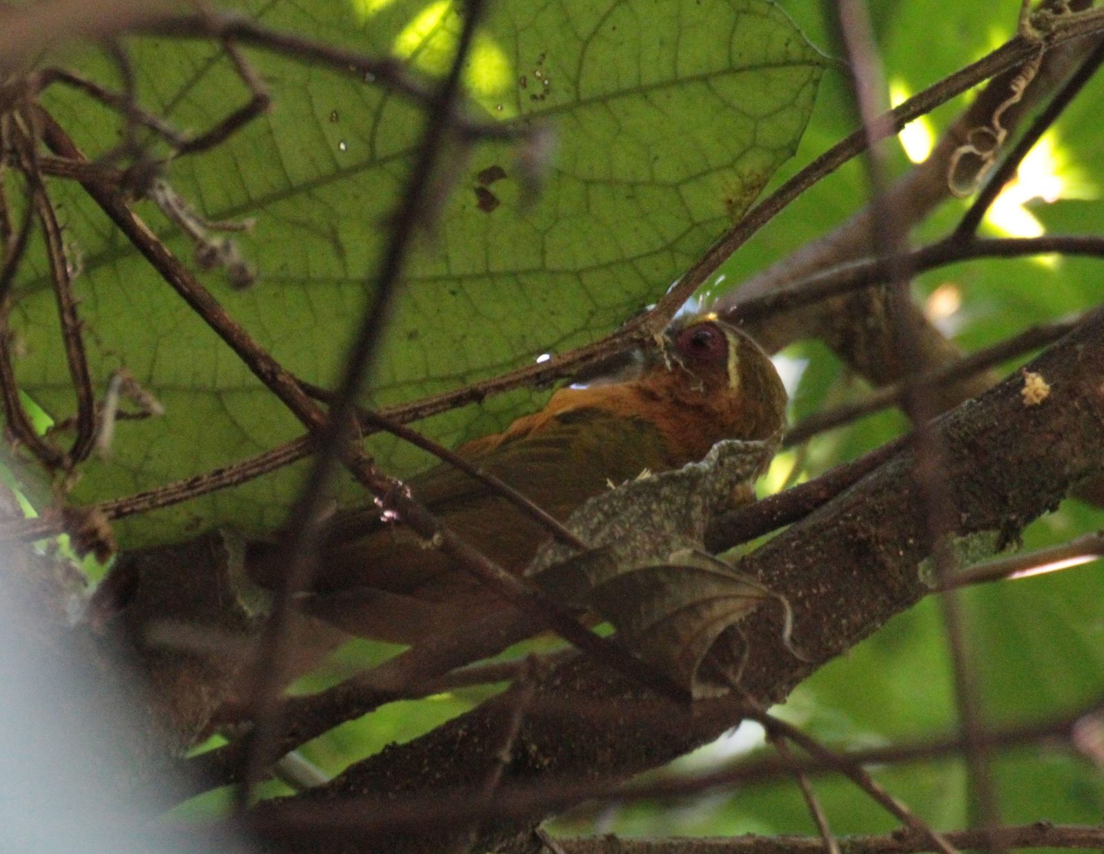White-browed Piculet