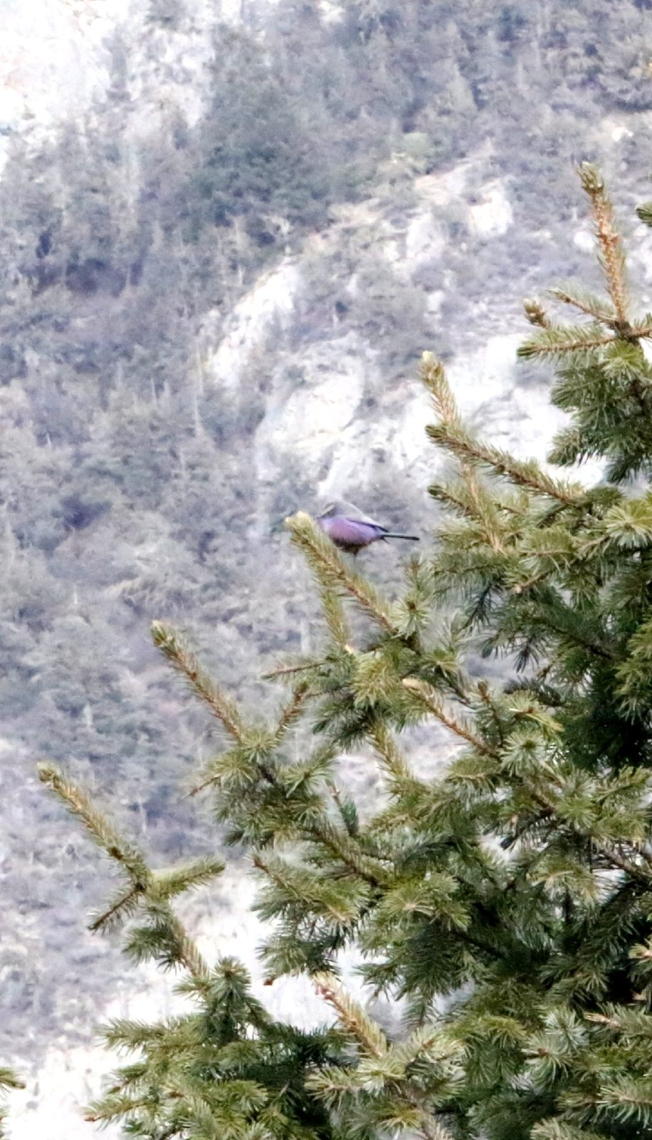 White-browed Tit-warbler