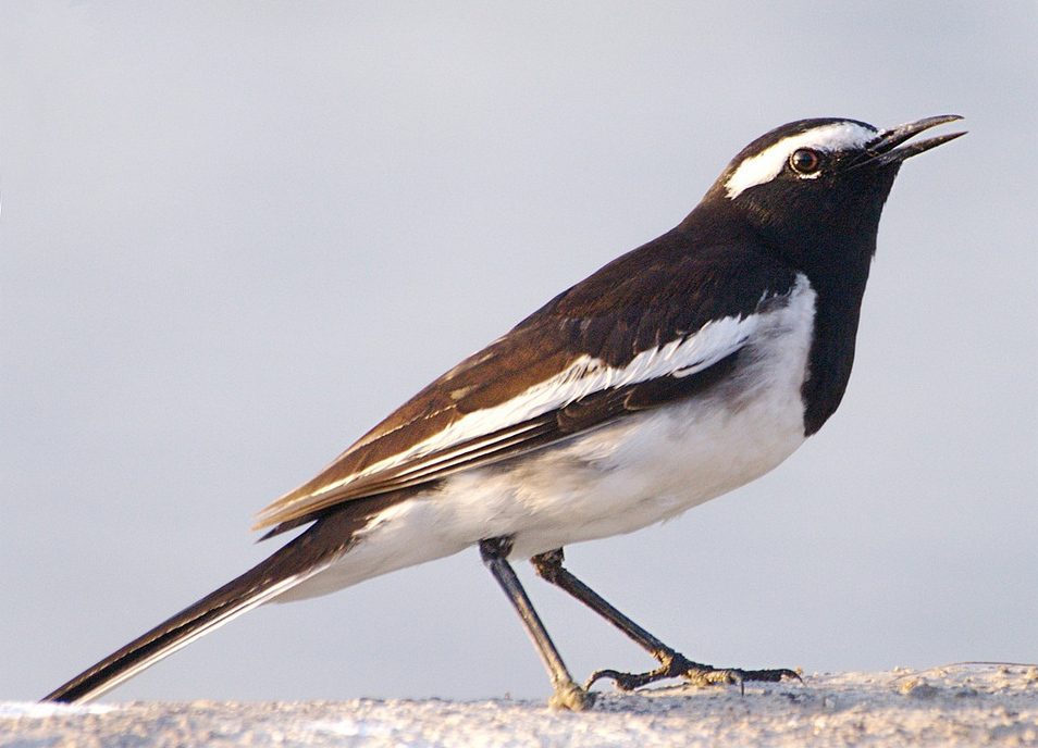 White-browed Wagtail