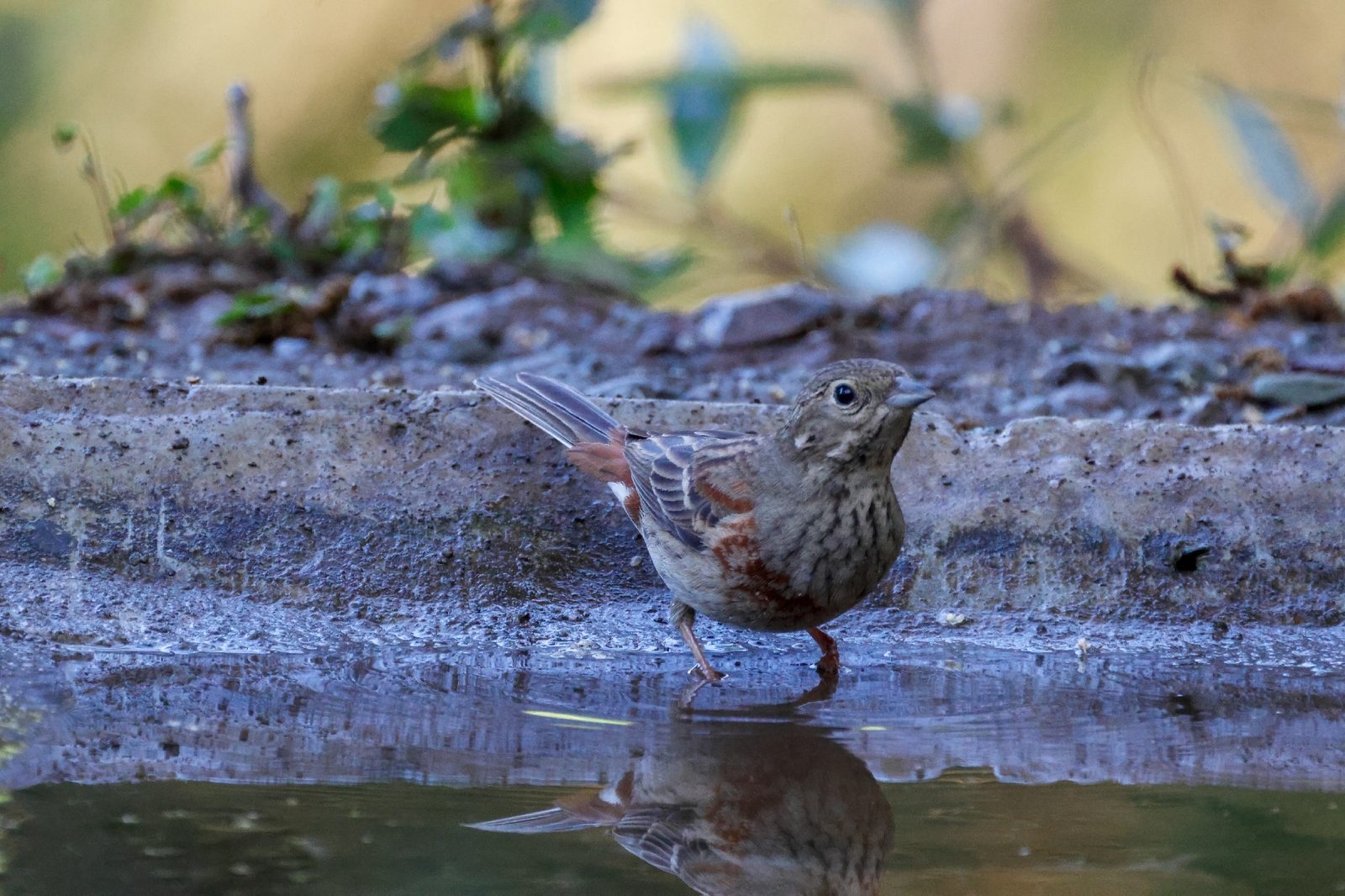 White-capped Bunting