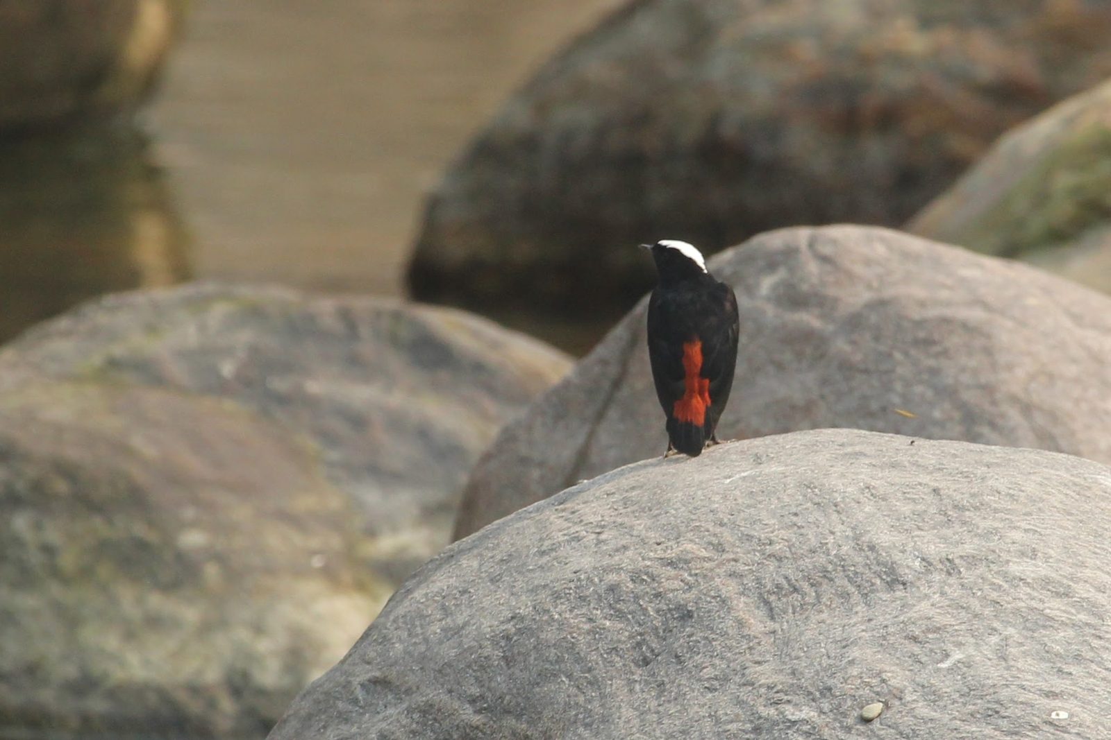 White-capped Redstart