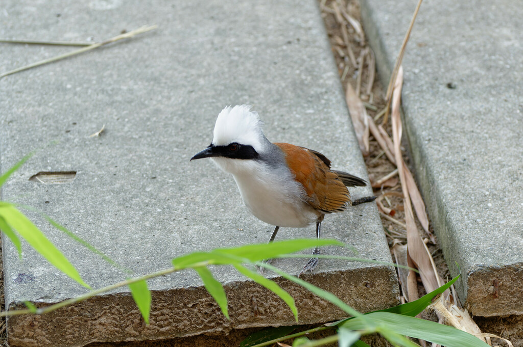 White-crested Laughingthrush