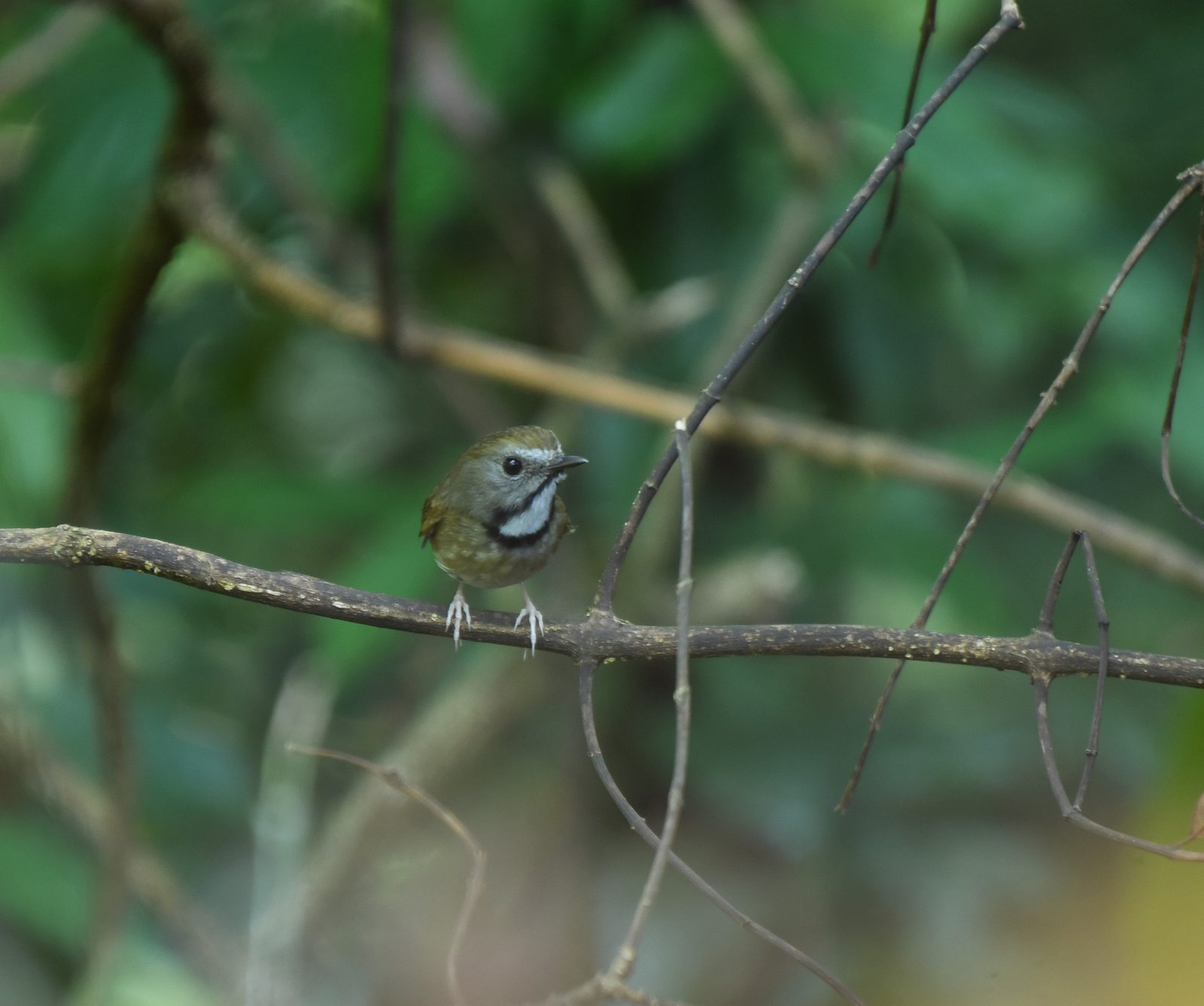 White-gorgeted Flycatcher