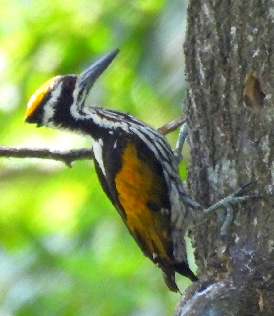 White-naped Woodpecker