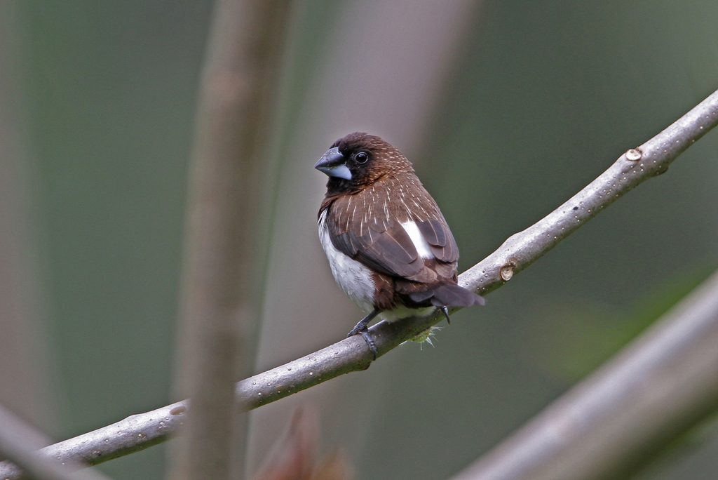 White-rumped Munia